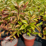 Drieň biely (Cornus alba) ´GOUCHAULTII´ – výška 50-60 cm, kont. C3L